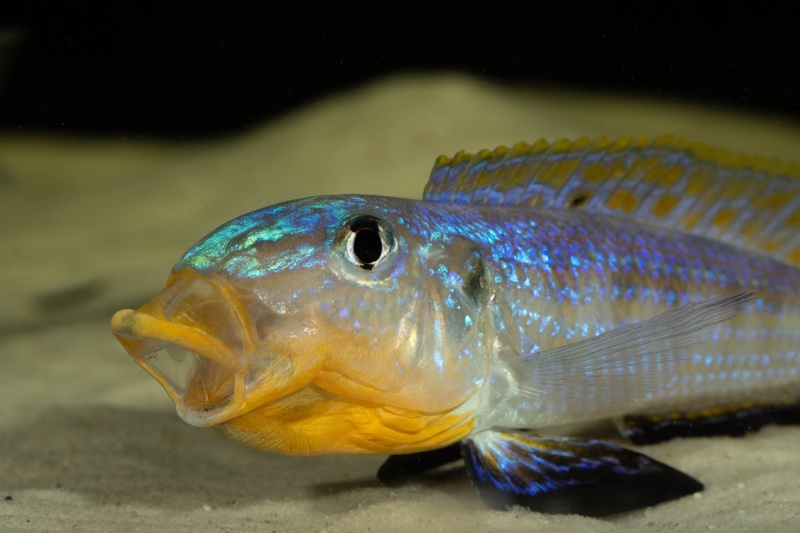 Enantiopus sp. 'kilesa'